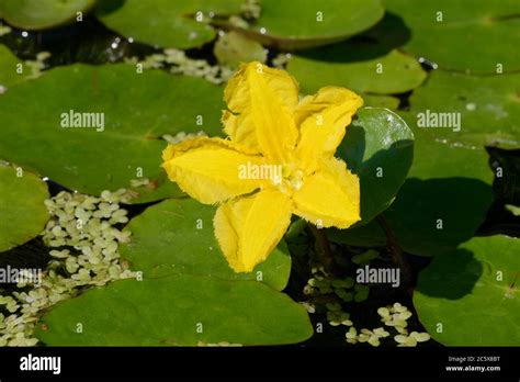 Fringed Water Lily Nymphoides Peltata Common Garden Pond Plant