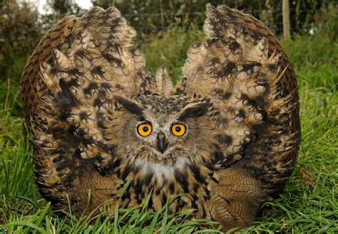 European Eagle Owl Owl Pet Owl Snowy Owl