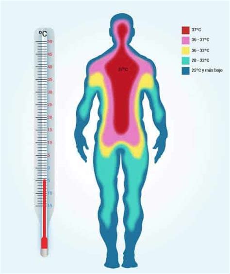La Temperatura Corporal Se Mide Con Precisión En La Frente — La Calle