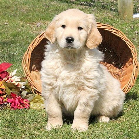 A Puppy Sitting In The Grass Next To A Basket