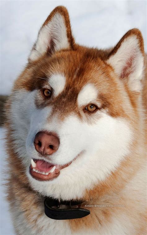 17 Best Images About Red Siberian Husky On Pinterest