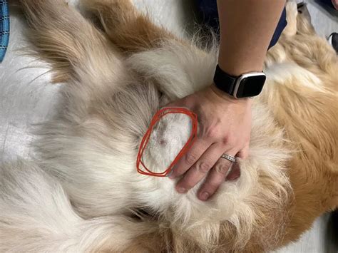 Inguinal Lymph Nodes In Dogs Causes Symptoms And Treatment