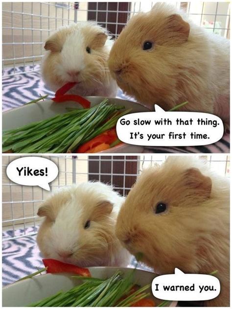 Pin On Guinea Pigs Funny