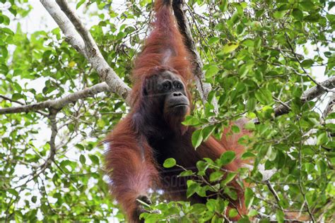 Male Bornean Orangutan Pongo Pygmaeus At Tangung Harapan Tanjung