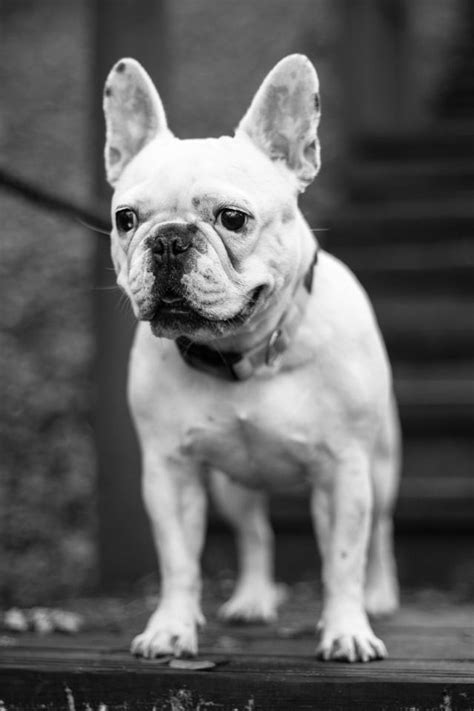 French Bulldogs Are A Playful Intelligent Breed Of Dog That Is Loved