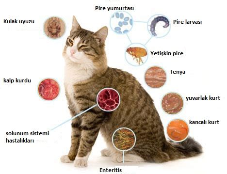 En Etkili Kedi Kovucu Cihaz | Kedi Köpek Kovucular