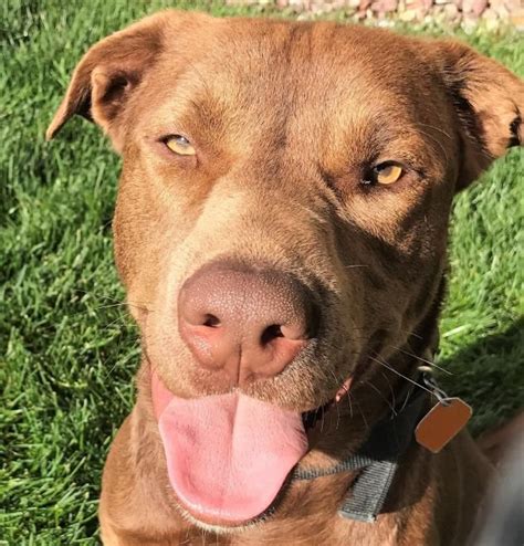 Our counselors will help you choose the best dog or cat for your lifestyle & home. Adopt Max on Petfinder | Pet adoption center, Dog breeds ...