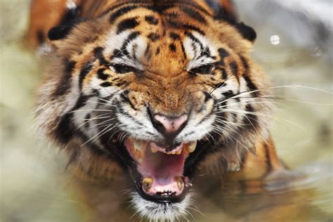 Bengal Tiger Diet Habitat And Facts