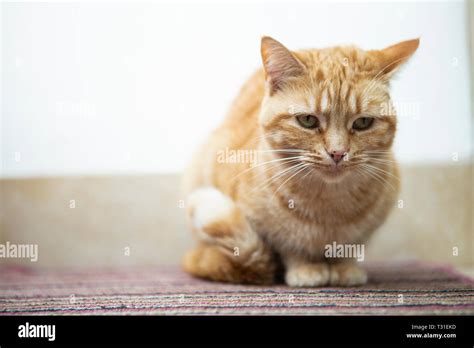 Female Ginger Cat Stock Photo Alamy