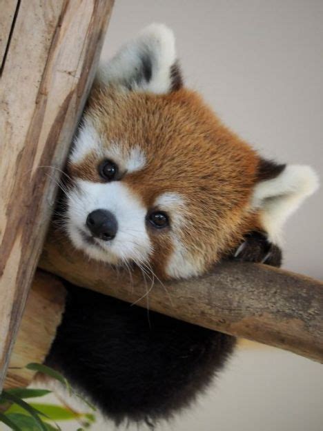 25 Things You Didnt Know About Red Pandas Lindos Filhotes Pandas
