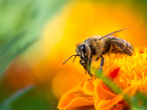 Shop the top 25 most popular 1 at the best prices! Macro shot of a honey bee on a flower | Shot on Olympus OM ...