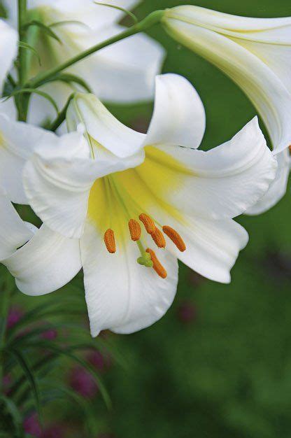 Top 10 Lilies To Love Birds And Blooms Bulb Flowers White Flowers