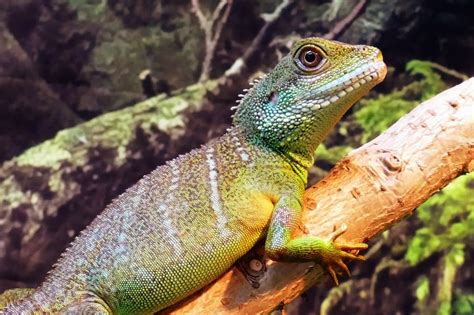 Green And Yellow Lizard Free Image Peakpx