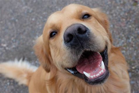 Golden Retriever Sitting And Smiling Pet Dog Owner