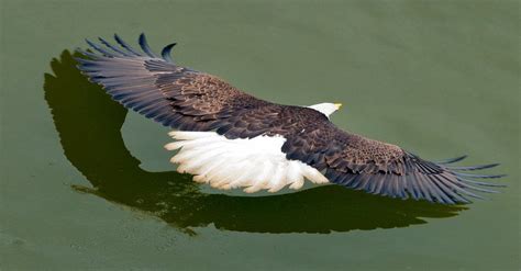Bald Eagle Soaring Over Water Pics