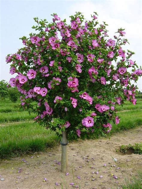 Hibiscus Syriacus Aphrodite Aphrodite Rose Of Sharon Hibiscustree Hibiscus Tree Plants
