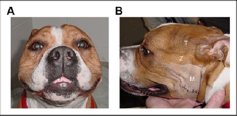 Treatment Outcome Of 22 Dogs With Masticatory Muscle Myositis 1999