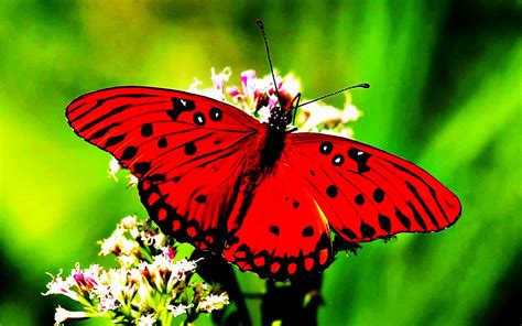 Descubriendo La Vida Mariposas Animales De Buena Suerte