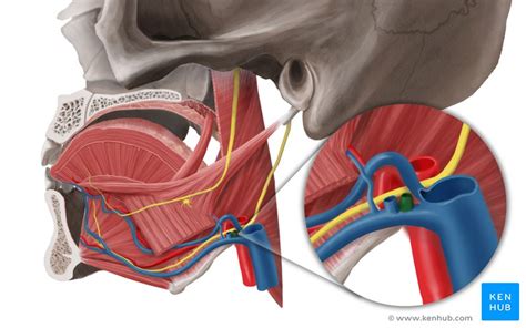 Retromandibular Vein Anatomy Tributaries Drainage Kenhub