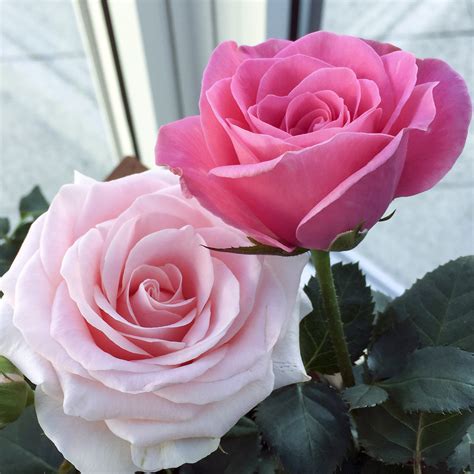 Love Fragrance Forever® - Roses Forever