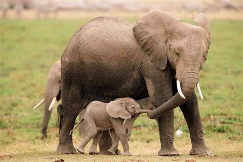 Free Download 25 Cute Baby Elephant Pictures 990x660 For Your Desktop