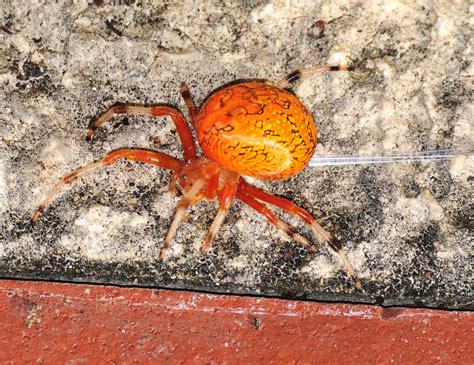 Halloween Spider Orange Garden Spiders Are Easily Identifi Flickr