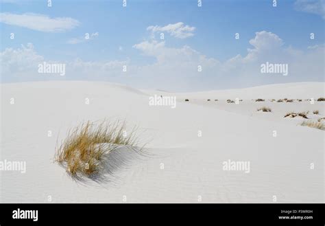 White Sand Dunes And Grasses On A Day With Blue Skies And Clouds Stock