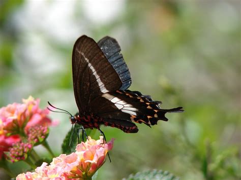 Black Butterfly Free Photo Download Freeimages