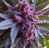 Photos of Purple Marijuana Leaves