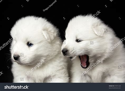 Samoyed Puppies On Black Background Puppy On The Right Is