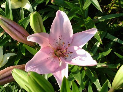 Green Girly Zone 3 Flowers Pink Lily