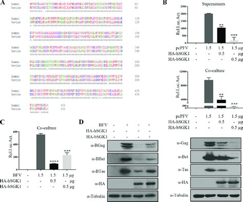 Non Human SGK1 Inhibits PFV Replication A Homology Of Human And