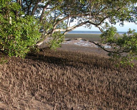 australia s carbon rich mangroves need protection griffith news