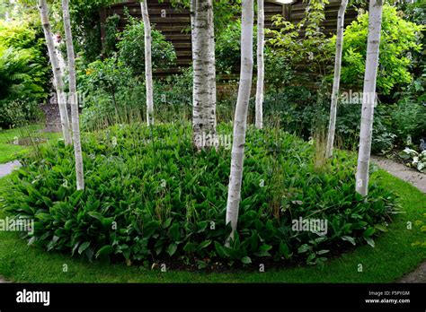 White Birch Trees Trunk Bark Circular Display Bed Group Copse Garden