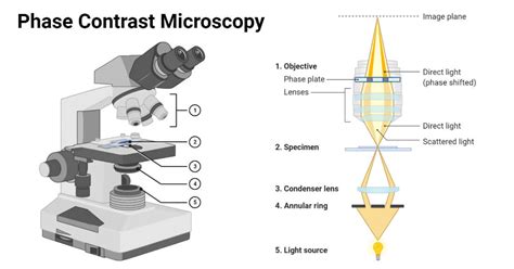 Phase Contrast Microscopy Definition Principle Parts Uses