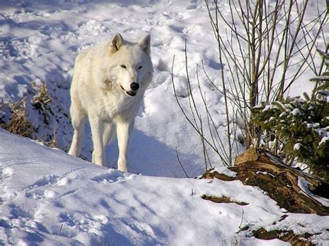 Arctic Wolf Wallpapers Hd Wolf Wallpaperspro Images And Photos Finder