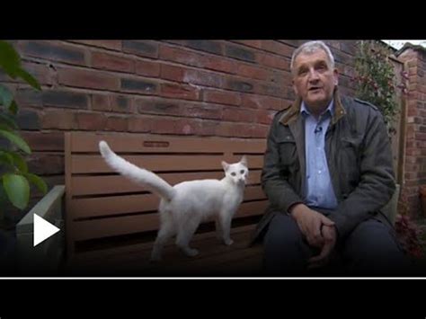 Friendly Cat Interrupts Bbc Reporters During Live Broadcast YouTube