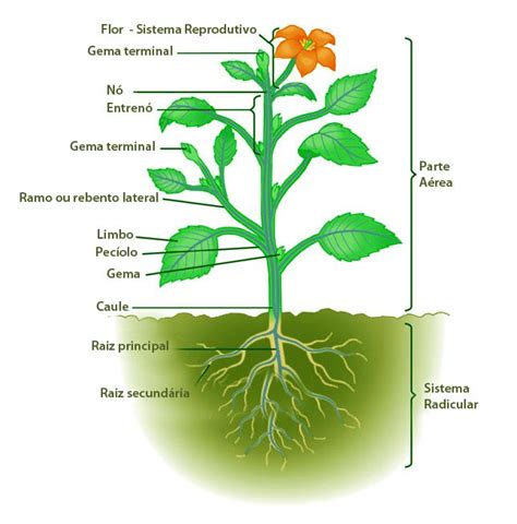 Plant Science Science Biology Science And Nature Life Science