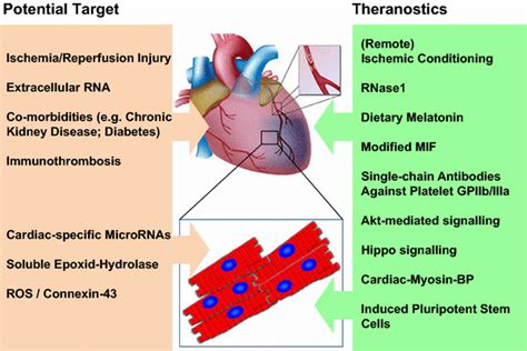 Potential New Targets And Theranostics In Cardio Protection The Basic