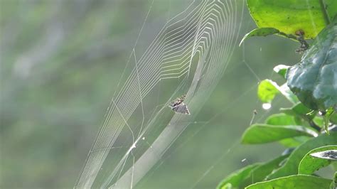 How Spiders Spider Nets Are Weaved Youtube