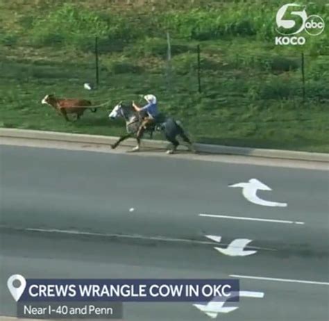 Cowboys Lasso An Escaped Cow On An Oklahoma Highway Wuuq Fm