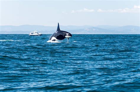 Sightings Report For June 12th 2018 — Bc Whale Tours Victoria Whale