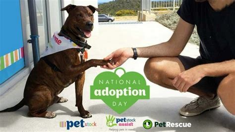 National Pet Adoption Day Is This Sunday Triple M