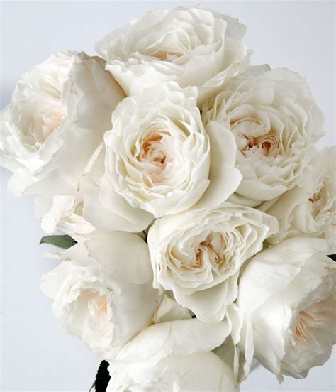 Alexandra Farms Garden Roses On Instagram Have You Used White Cloud