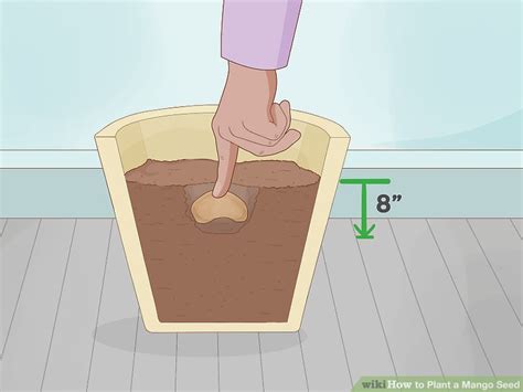 Mangoes can be grown in one of two ways: How to Plant a Mango Seed (with Pictures) - wikiHow