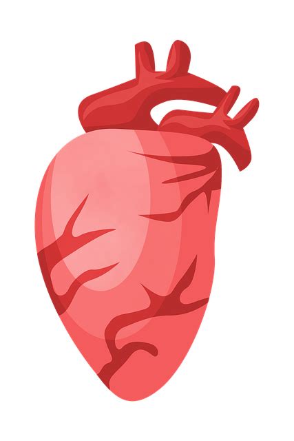 Heart Anatomy Body Part Free Image On Pixabay