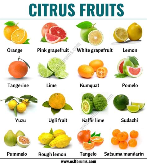Citrus Fruits List Of 15 Citrus Fruits With Esl Picture And Example