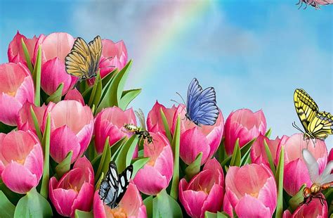 Tulips With Butterfly Skies Butterfly Rainbow Tulips Tulip Hd
