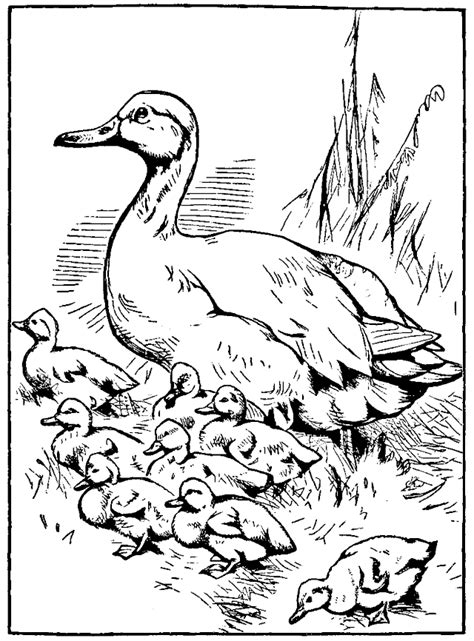 Duck is the generic term used to describe aquatic birds with webbed feet and a characteristic flat beak , being domesticated or not. Make Way For Ducklings Coloring Page at GetColorings.com ...
