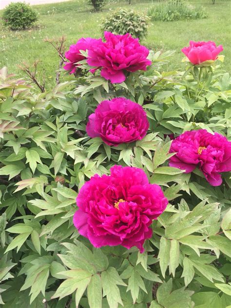 Check spelling or type a new query. Another another variety of tree Peony a deep magenta color ...